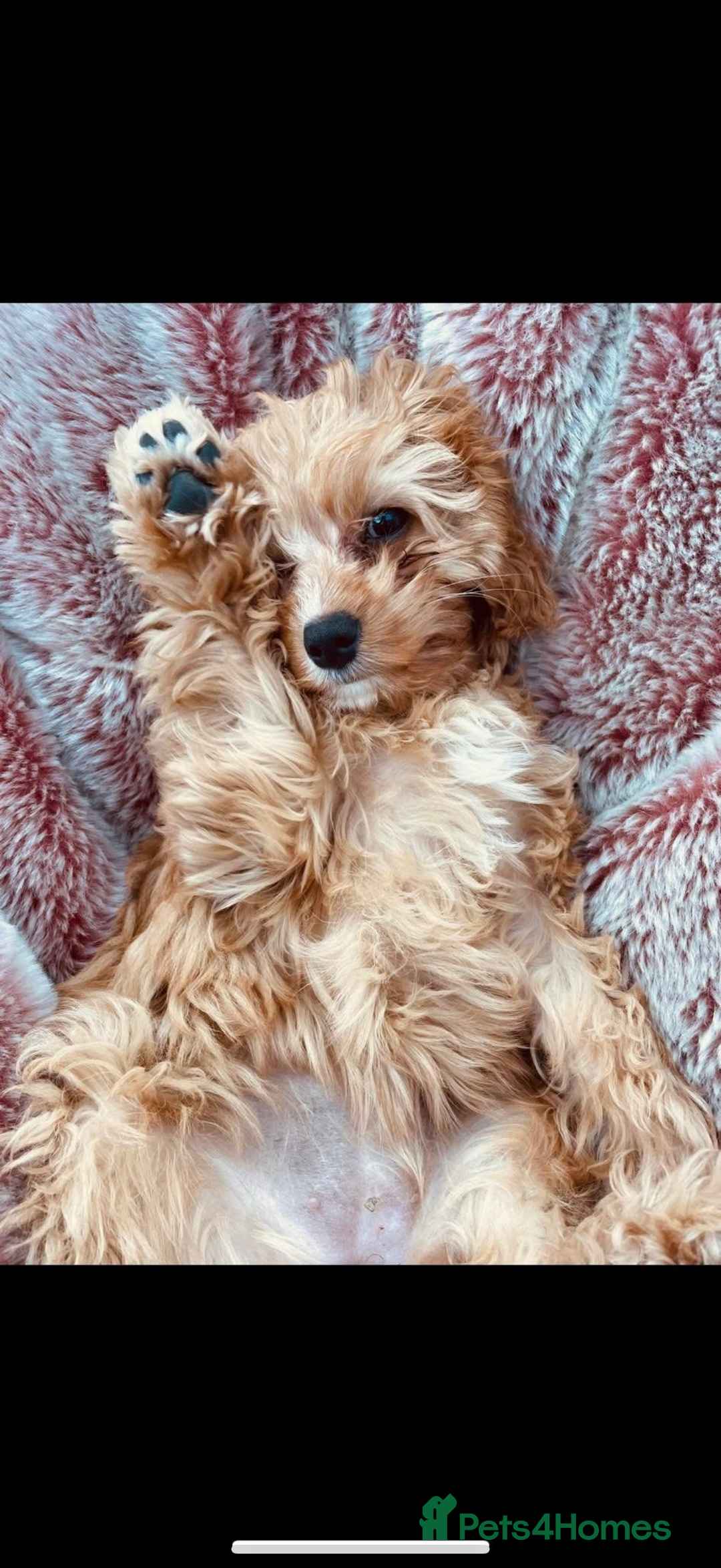 Cavapoo dogs for sale: Beautiful Health Tested F1 Cavapoos 🐶 - Image 32