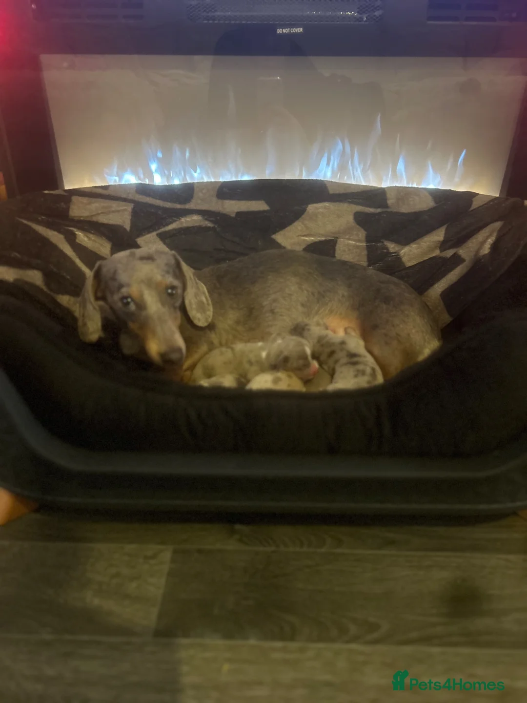 Miniature Dachshund dogs for sale: Stunning kc registered miniature dachshund puppies in Cardiff - Advert 1