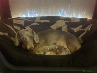 Miniature Dachshund dogs Stunning kc registered miniature dachshund puppies - Advert 5