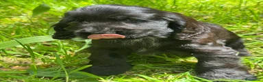 Cocker Spaniel Puppy 4