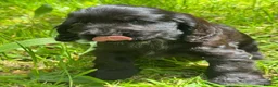 Cocker Spaniel dogs for sale: BEAURIUFL KC REG HEALTH TESTER COCKER SPANIELS  - Advert 23