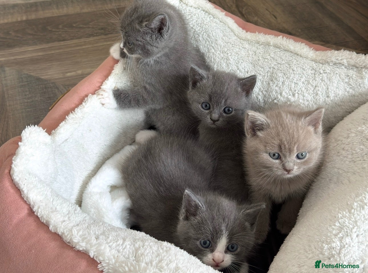 British Shorthair cats Adorable British Shorthair Kittens–2 Boys &2 Girls - Advert 2
