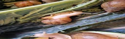 Snails invertebrates for sale: Giant Albino African Land Snail Babies  - Advert 4