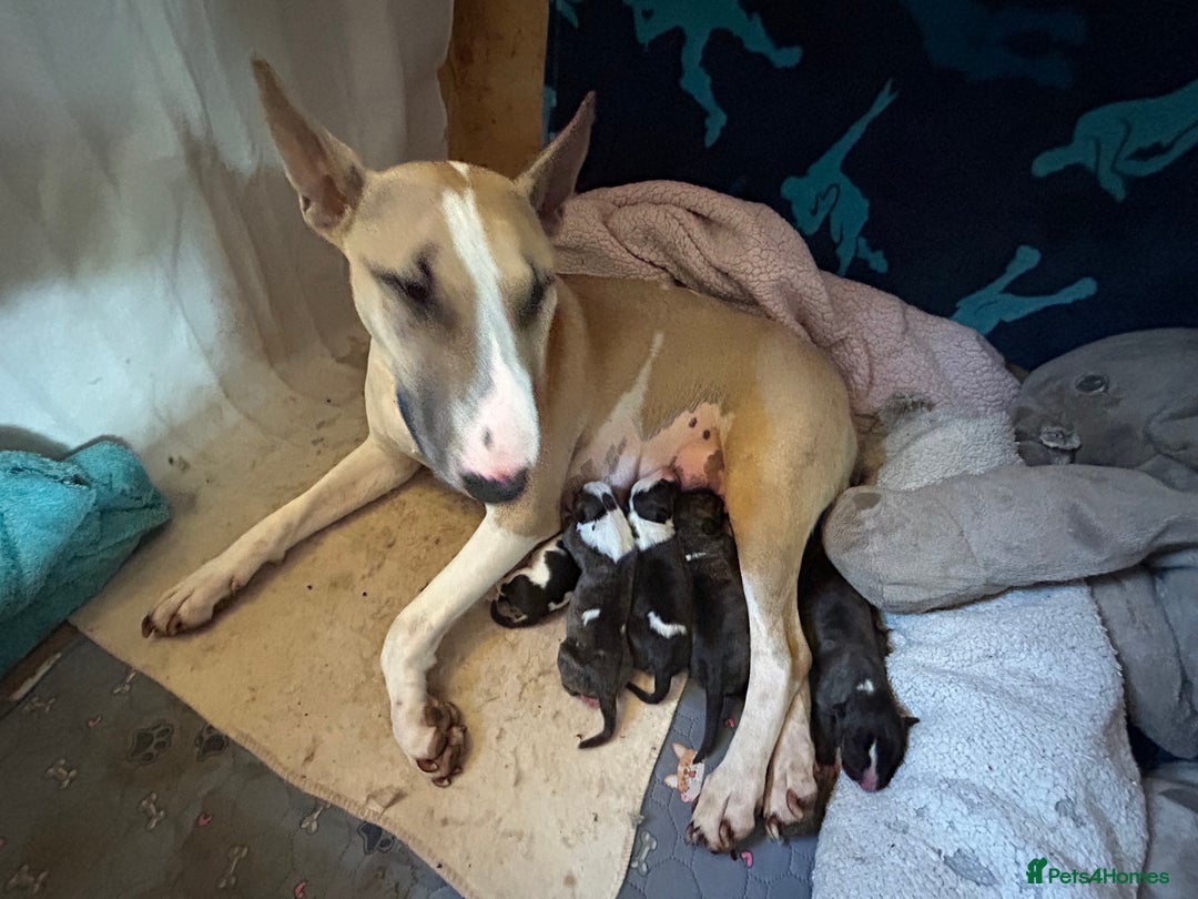 English Bull Terrier dogs for sale: ENGLISH BULL TERRIER LITTER PUPS - Image 10