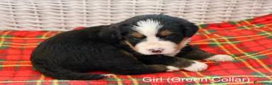 Bernese Mountain Dog Girl Green 