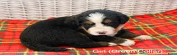 Bernese Mountain Dog dogs for sale: Beautiful Bernese Mountain Dog Puppies - Advert 6