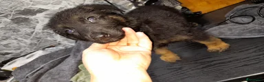 German Shepherd Puppy 8