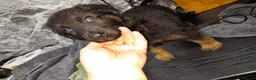 German Shepherd dogs for sale: German shepherd pups - Advert 16
