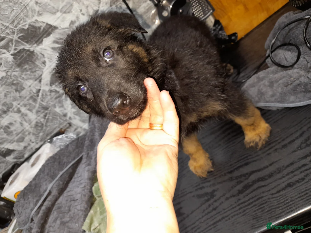 German Shepherd dogs for sale: German shepherd pups - Advert 16