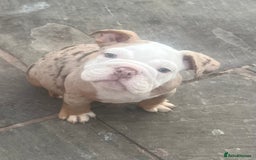 English Bulldog dogs for sale: Stunning New England Bulldogs! Ready for new home - Image 11