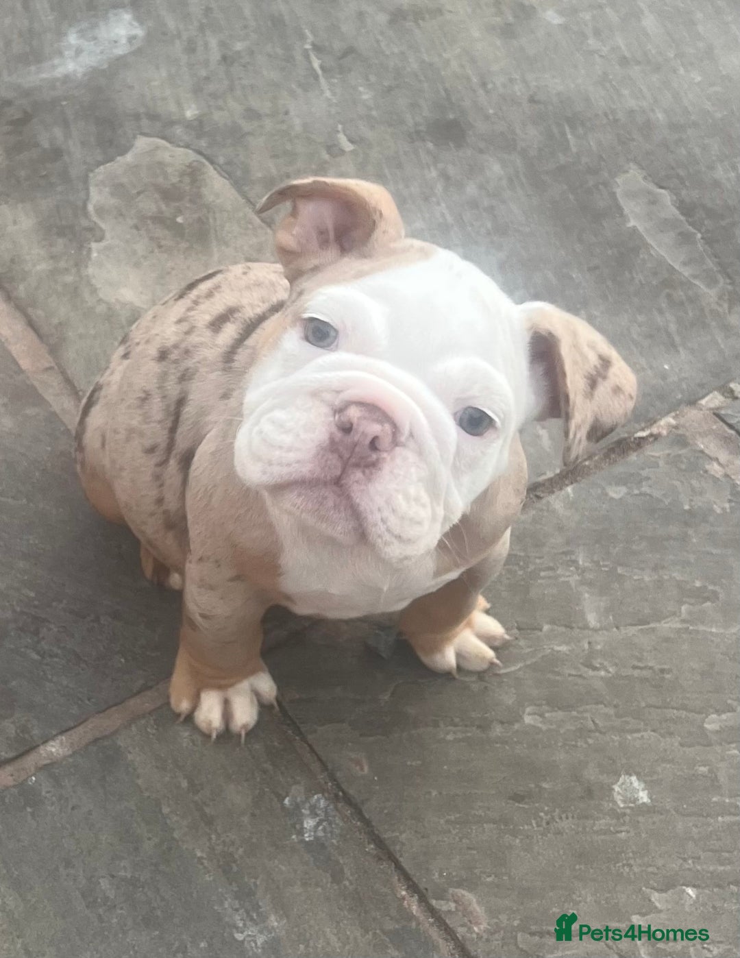 English Bulldog dogs for sale: Stunning New England Bulldogs! Ready for new home - Image 11