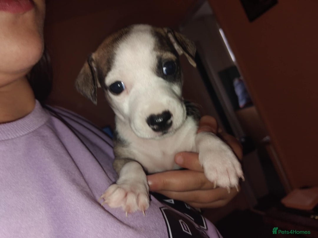 Mixed Breed dogs for sale: Stunning litter of 8 - Image 23