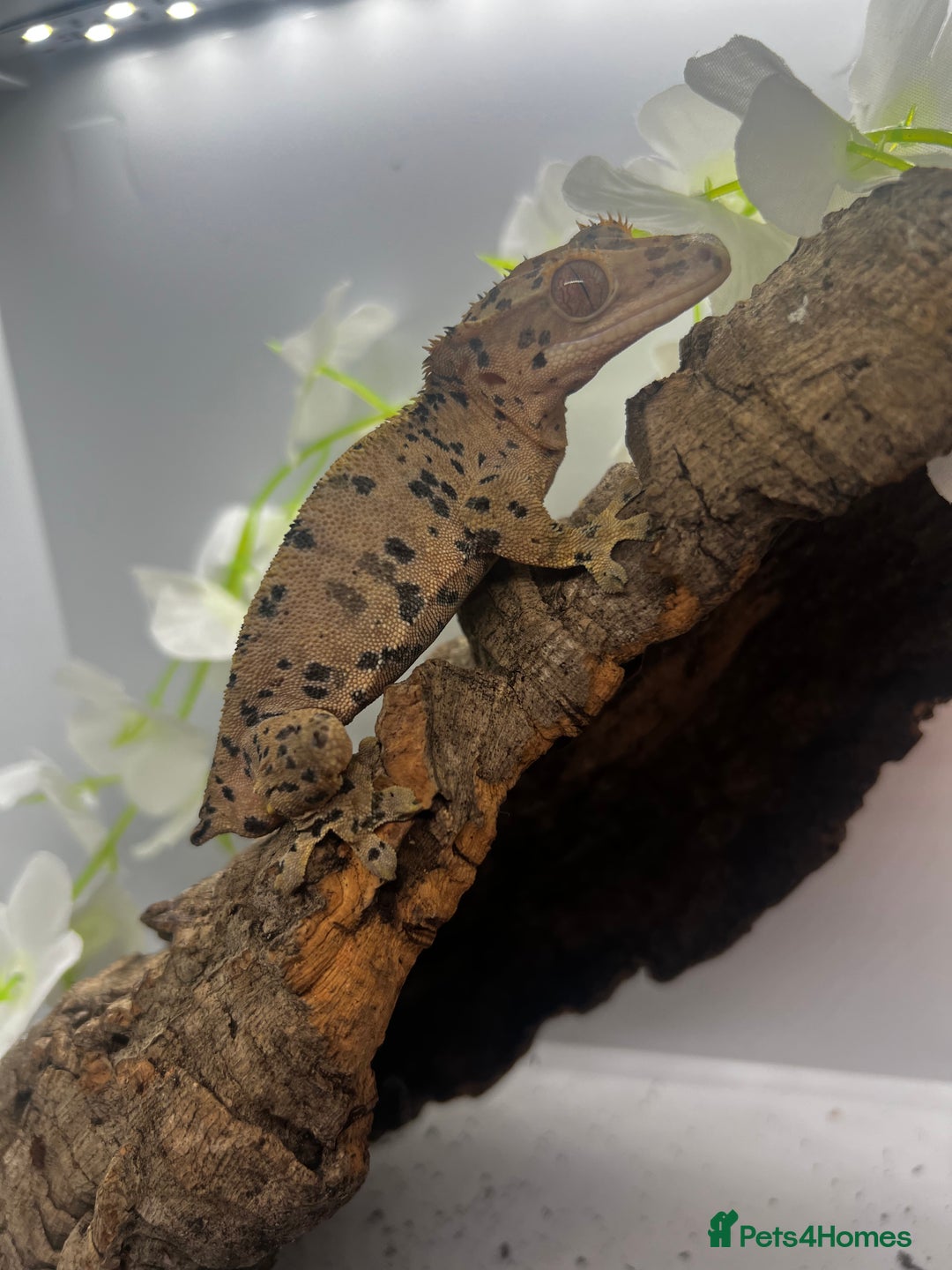 Gecko reptiles for sale: Geckos for sale.  - Image 11
