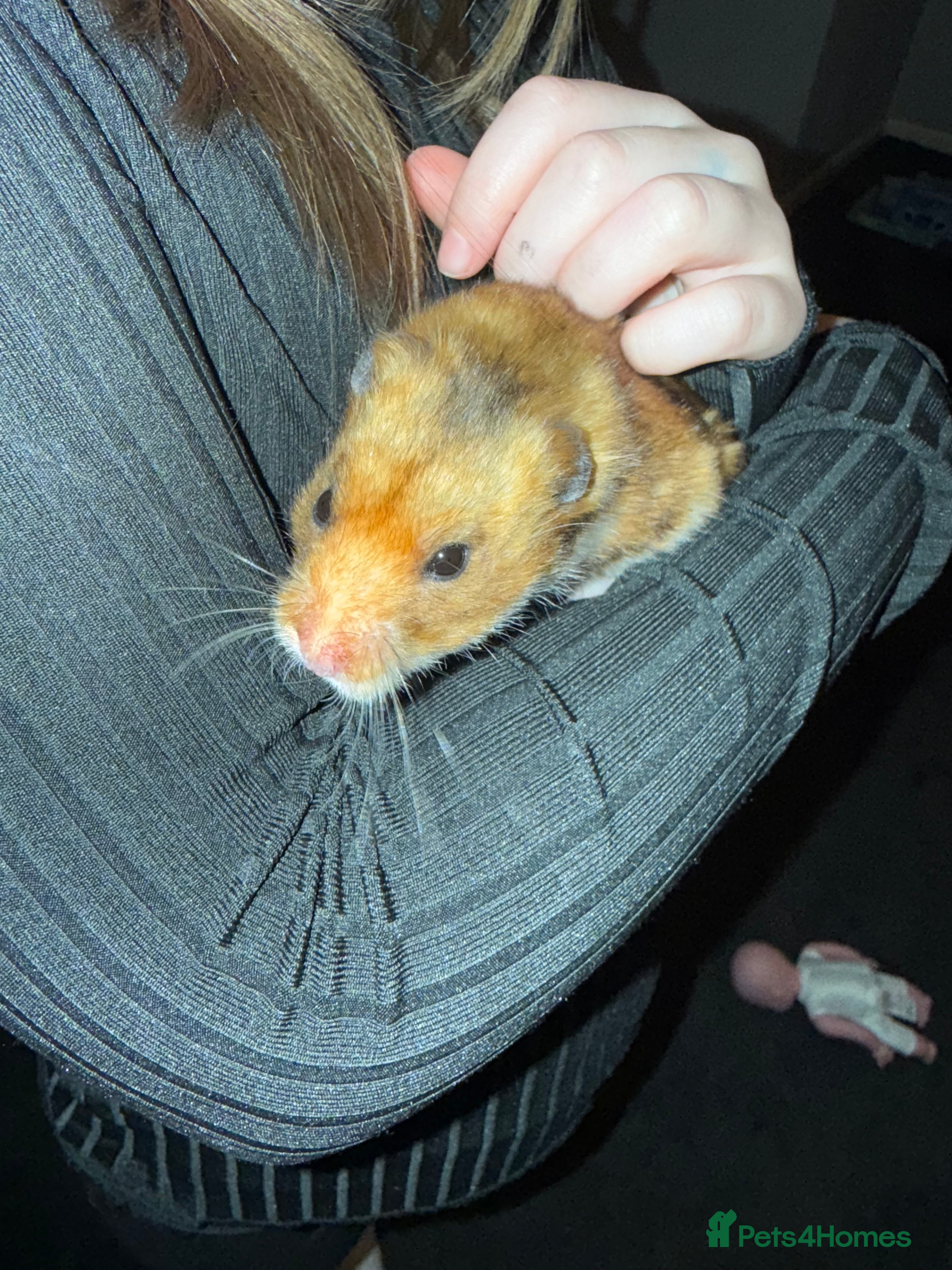 Hamster rodents Male hamster with cage - Advert 1