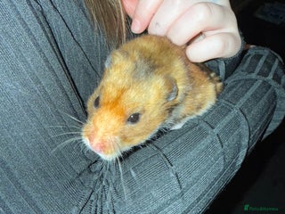 Hamster rodents Male hamster with cage - Advert 1