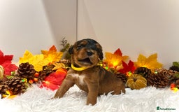 Cockapoo dogs for sale: 🌟Rare Reverse F1B Sable🌟DNA CLEAR Mini Cockapoos - Image 10