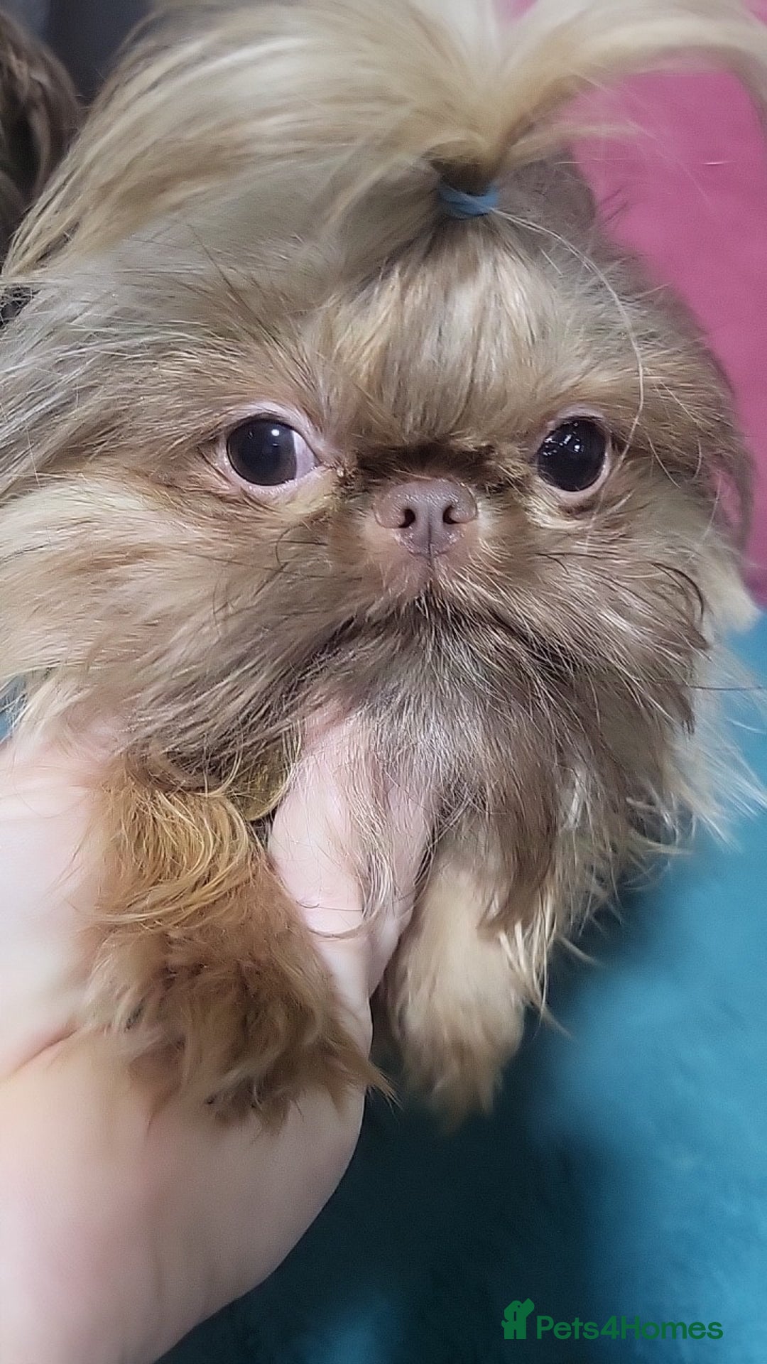 Shih Tzu dogs for stud: imperial orange/gold 1.7kg tiny boy for stud - Advert 9