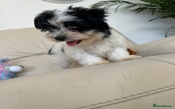 Biewer Terrier dogs for sale: ✨KC Beautiful Biewer x Biro Terrier Puppies✨   - Image 26