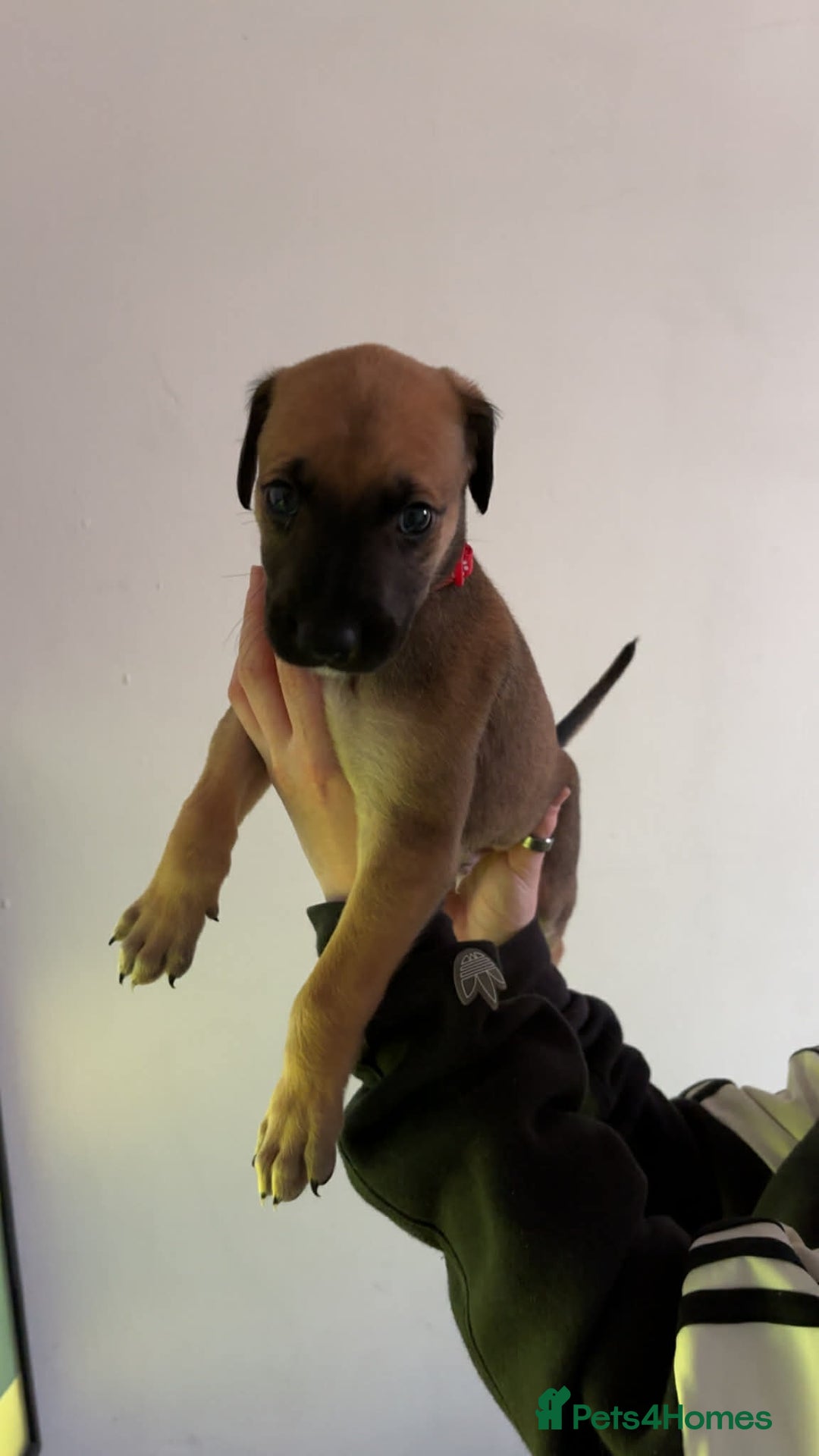 Lurcher dogs for sale: Saluki Bull Greyhound Puppies  - Advert 4