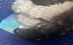 Domestic Shorthair cats for sale: Kittens  - Image 4