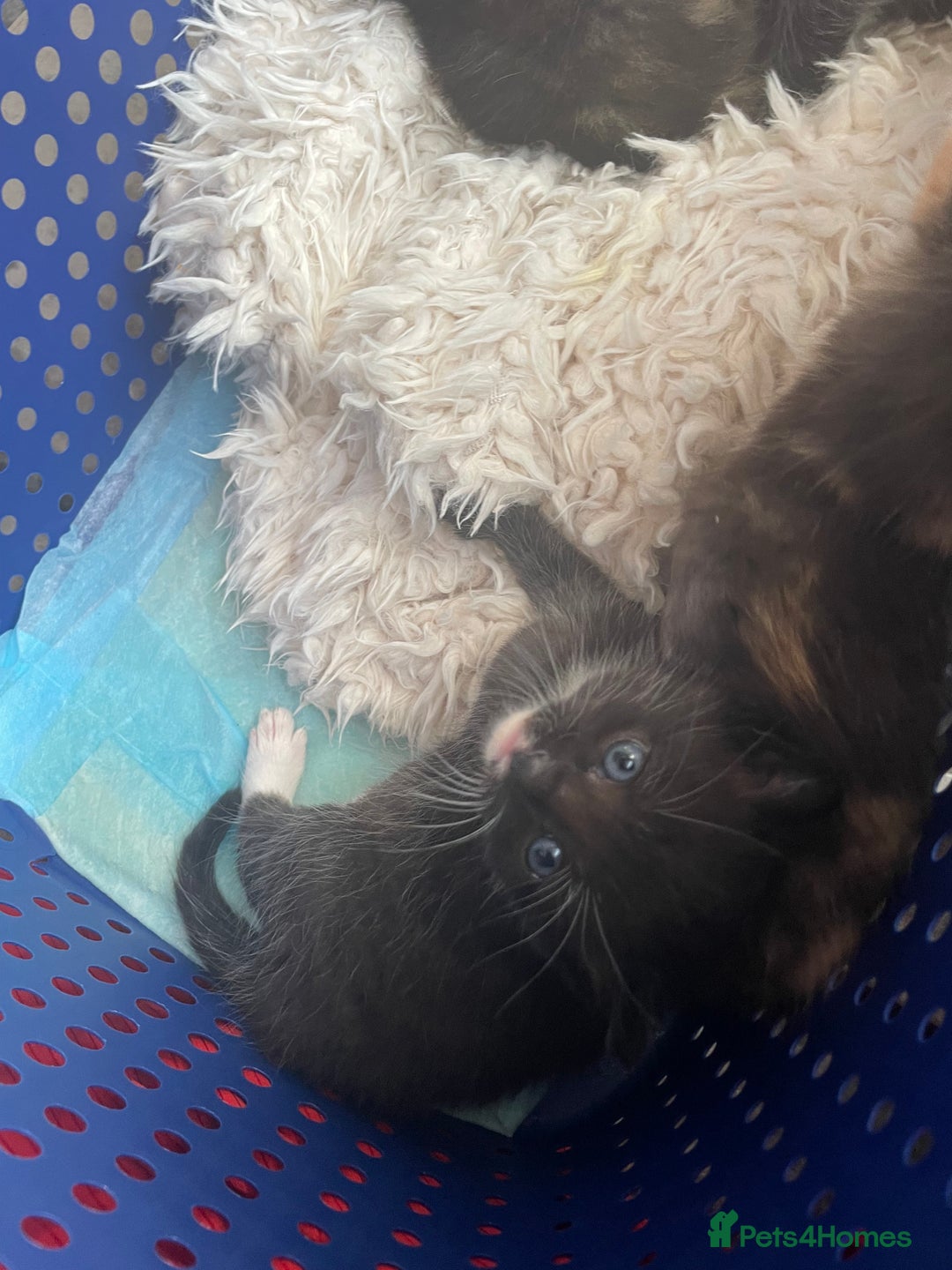 Domestic Shorthair cats for sale: Kittens  - Image 4