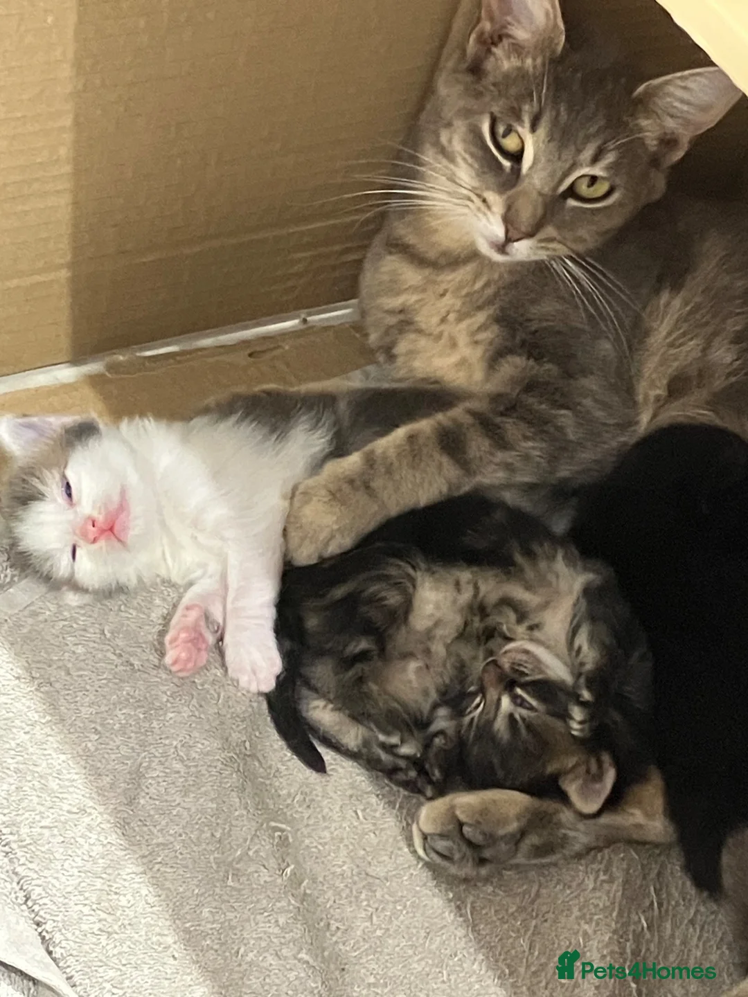 Mixed Breed cats for sale: Adorable kittens for sale - Advert 1