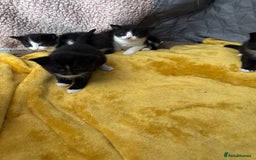 Mixed Breed cats for sale: Tuxedo kittens  - Image 4