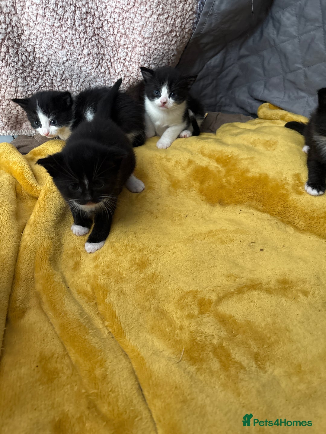 Mixed Breed cats for sale: Tuxedo kittens  - Image 4