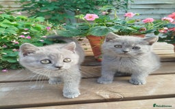 British Shorthair cats for sale: Beautiful kittens  - Image 11