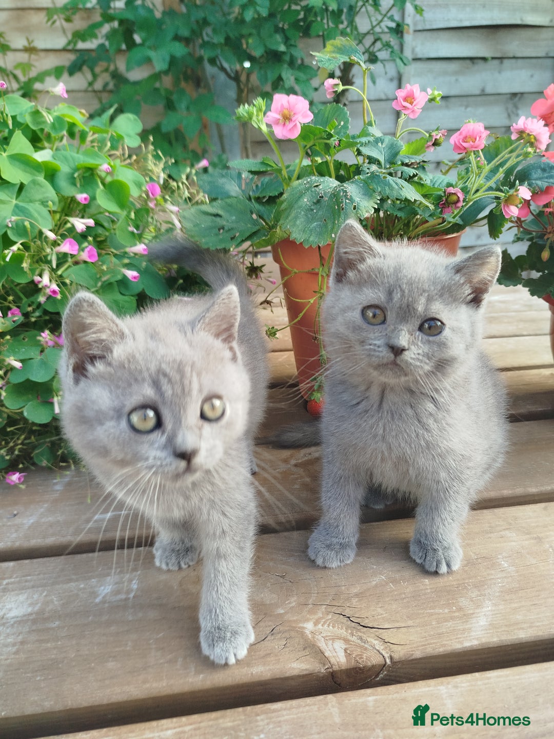 British Shorthair cats for sale: Beautiful kittens  - Image 11