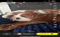 Mixed Breed dogs for sale: Bulldog puppy’s  - Image 21
