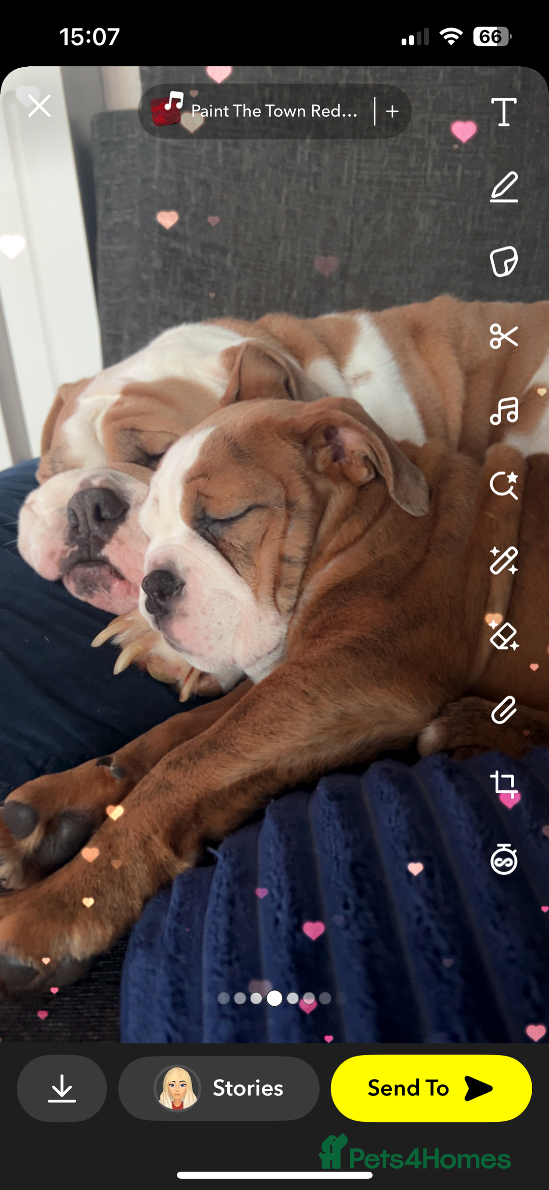Mixed Breed dogs for sale: Bulldog puppy’s  - Image 21