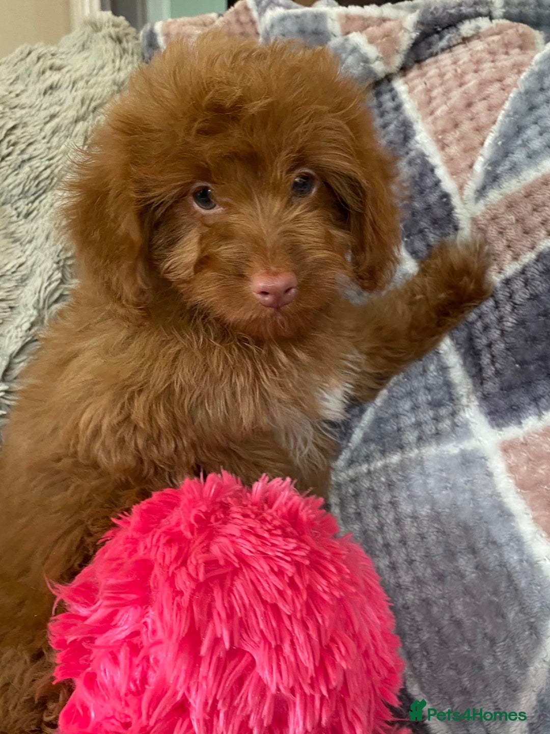 Cockapoo dogs for sale: Stunning fox red cockapoo puppies PRA clear  - Image 18