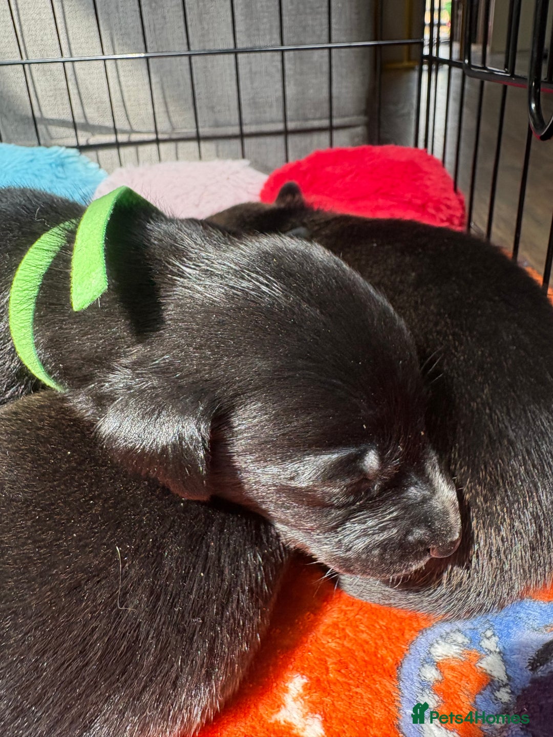 Mixed Breed dogs for sale: Beautiful whippet cross labrador(collie) puppies  - Image 13