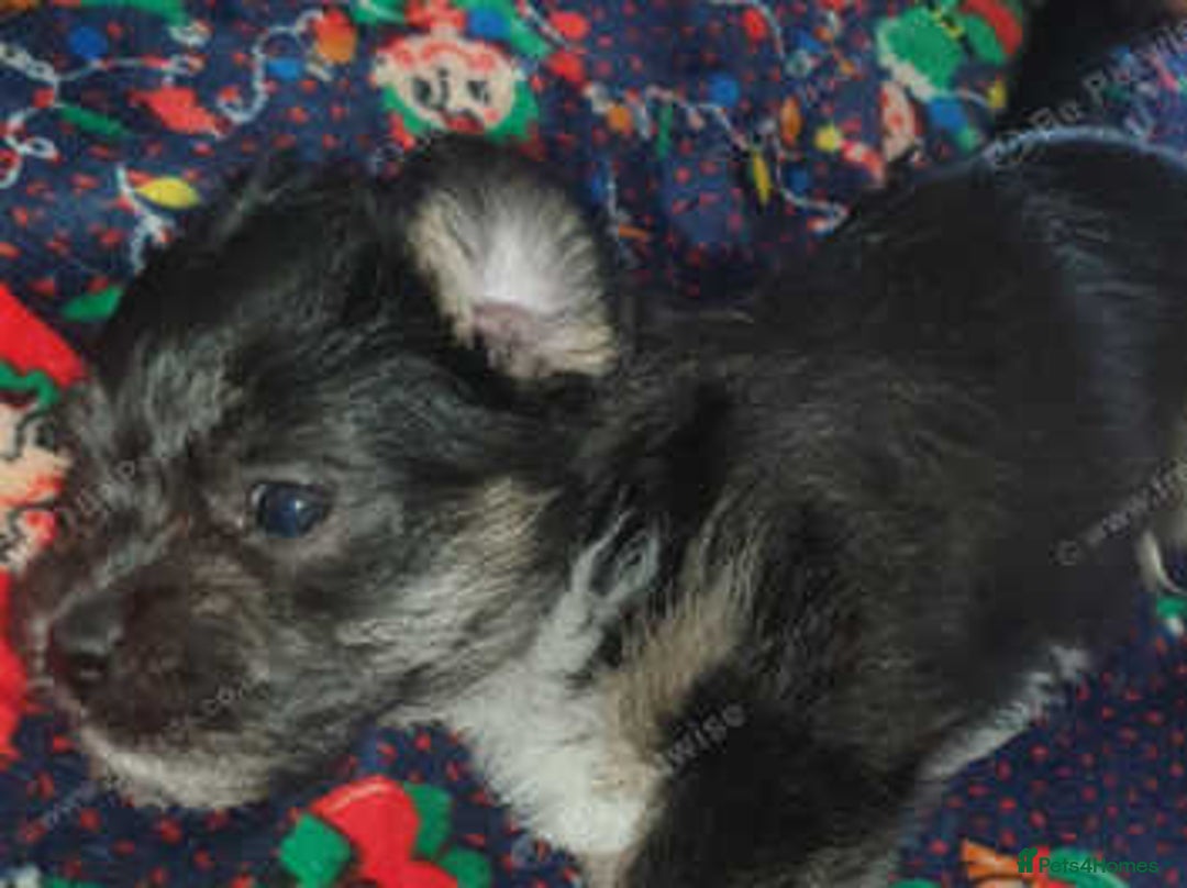 Mixed Breed dogs for sale: Shihtzu cross chihuahuas puppies (ready to leave) - Image 3