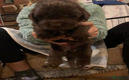Newfoundland dogs for sale: ✨ Stunning Chocolate Newfoundland Puppies ✨ - Image 20