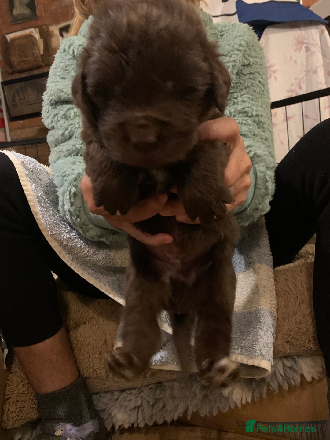 Newfoundland dogs for sale: ✨ Stunning Chocolate Newfoundland Puppies ✨ - Image 20