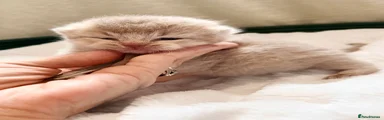 British Shorthair 3