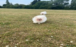 Pomeranian dogs for sale: Pure white Korean Pomeranian in Nottingham - Image 14