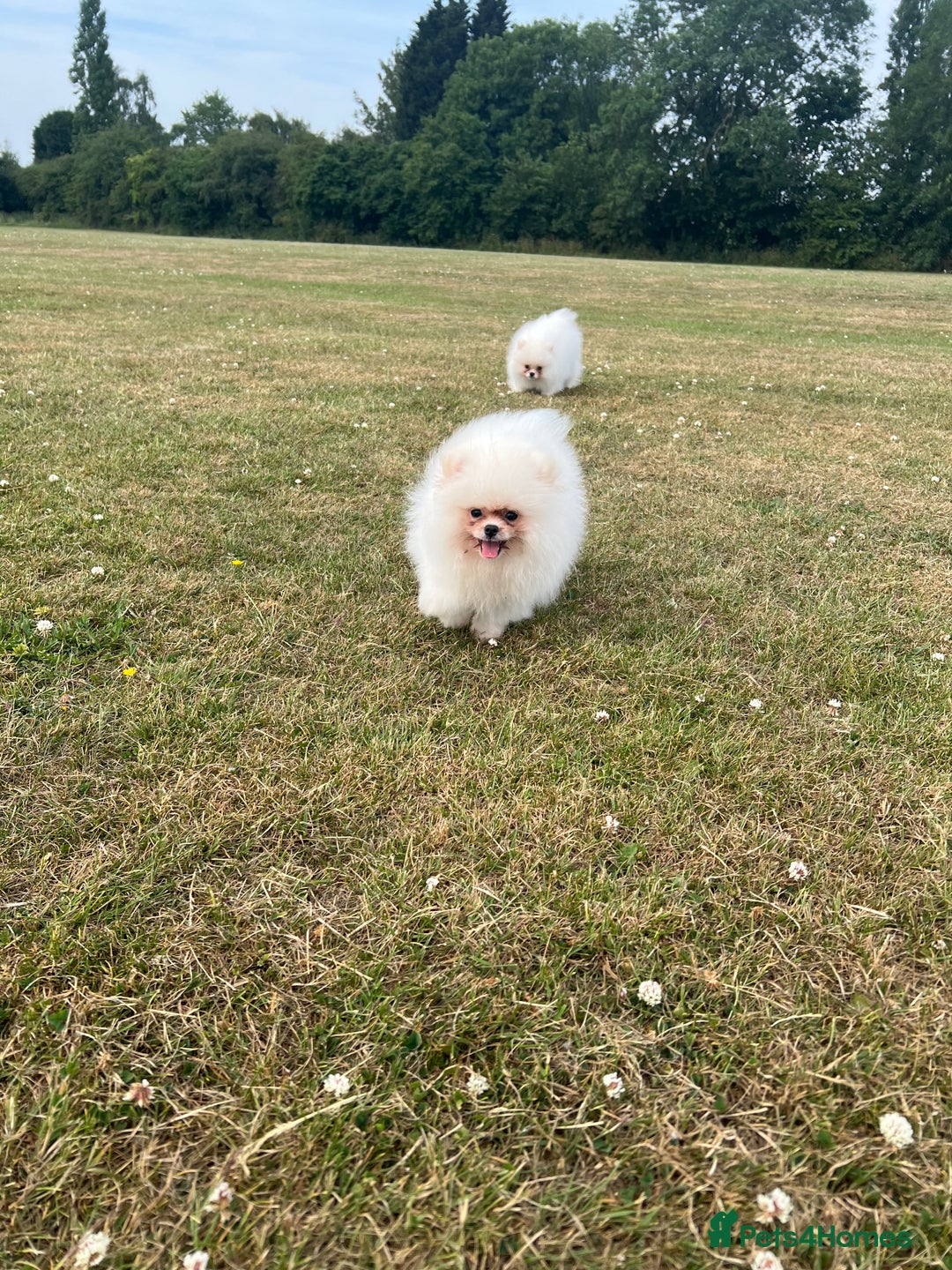 Pomeranian dogs for sale: Pure white Korean Pomeranian in Nottingham - Image 14
