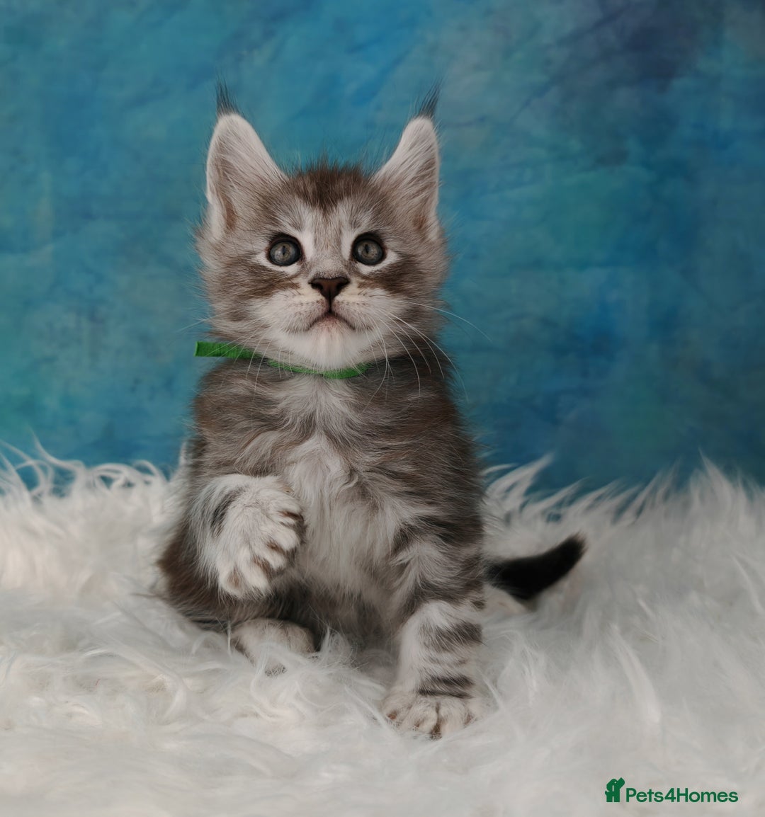 Maine Coon cats for sale: Shaded line Maine Coon kittens - Advert 19