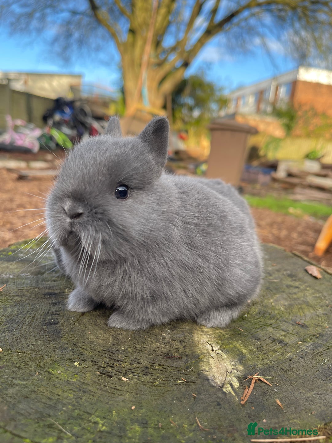 Netherland Dwarf rabbits for sale: Real Netherland Dwarf   - Advert 21