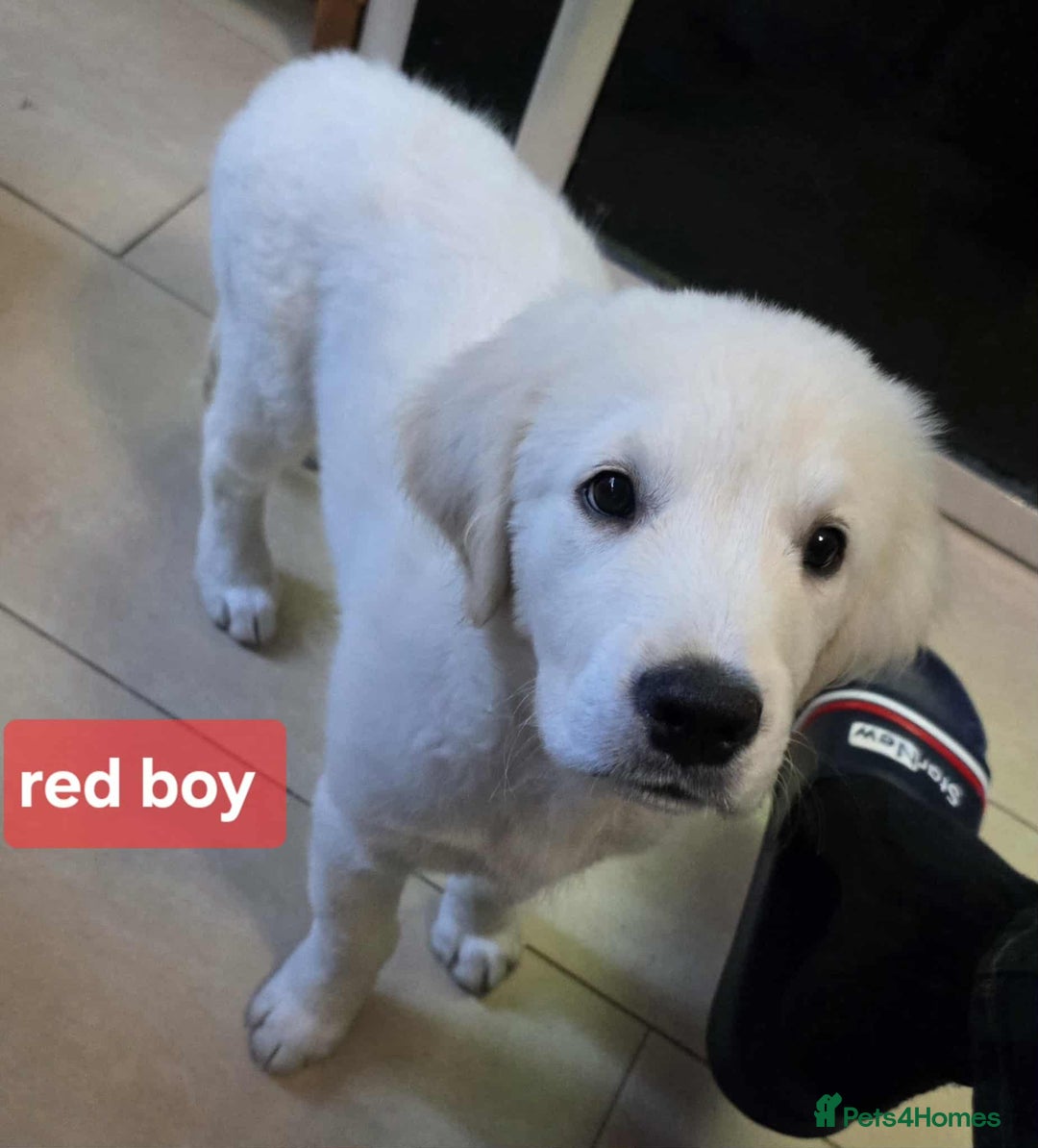 Golden Retriever dogs for sale: * 1 boy left *Golden Retriever Puppies KC Reg .  - Image 9