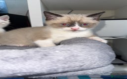 Mixed Breed cats for sale: Beautiful mix breed kittens - Image 16
