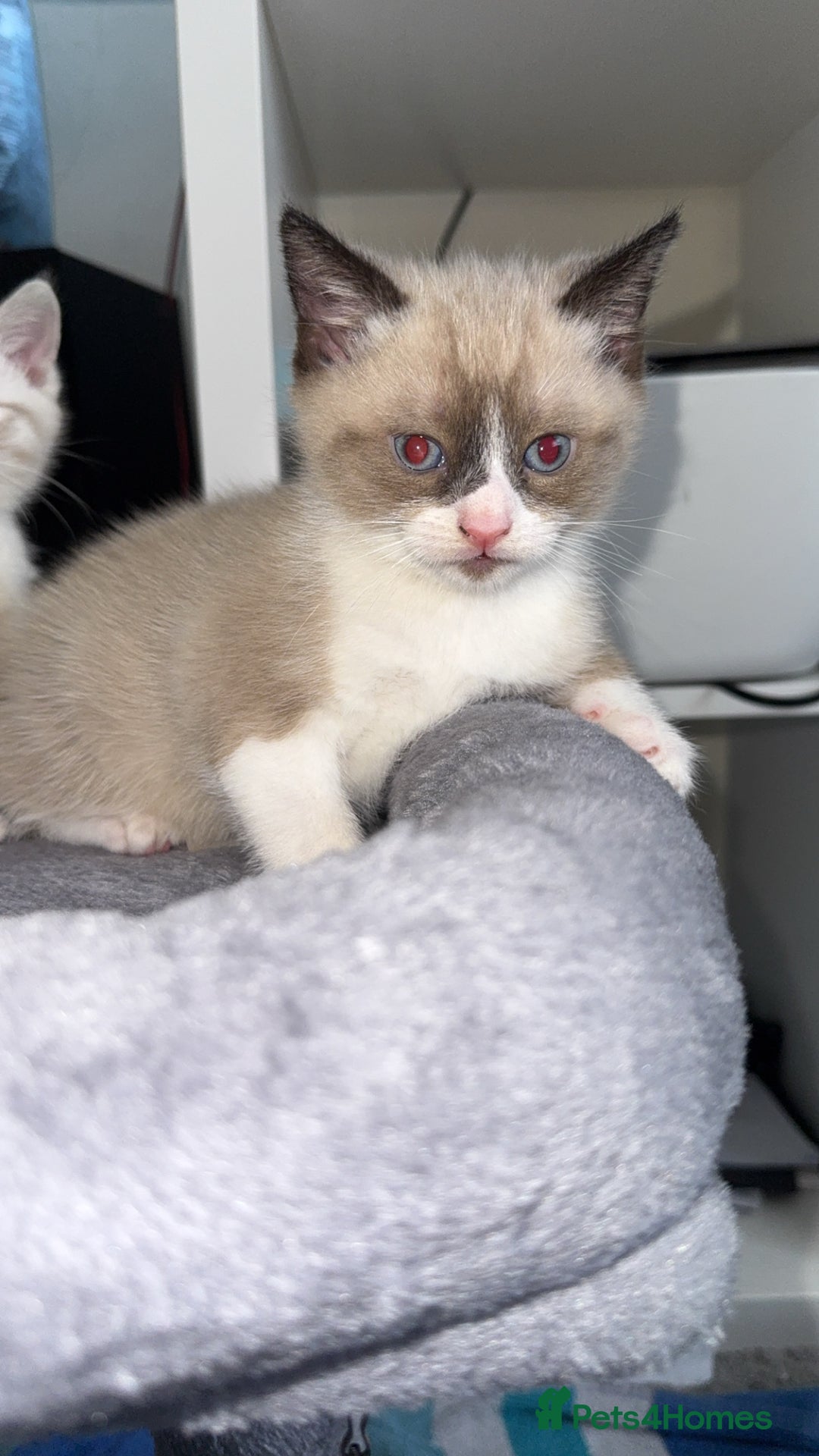 Mixed Breed cats for sale: Beautiful mix breed kittens - Image 16