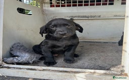 Labrador Retriever dogs for sale: Two stunning lab pups left  - Image 5