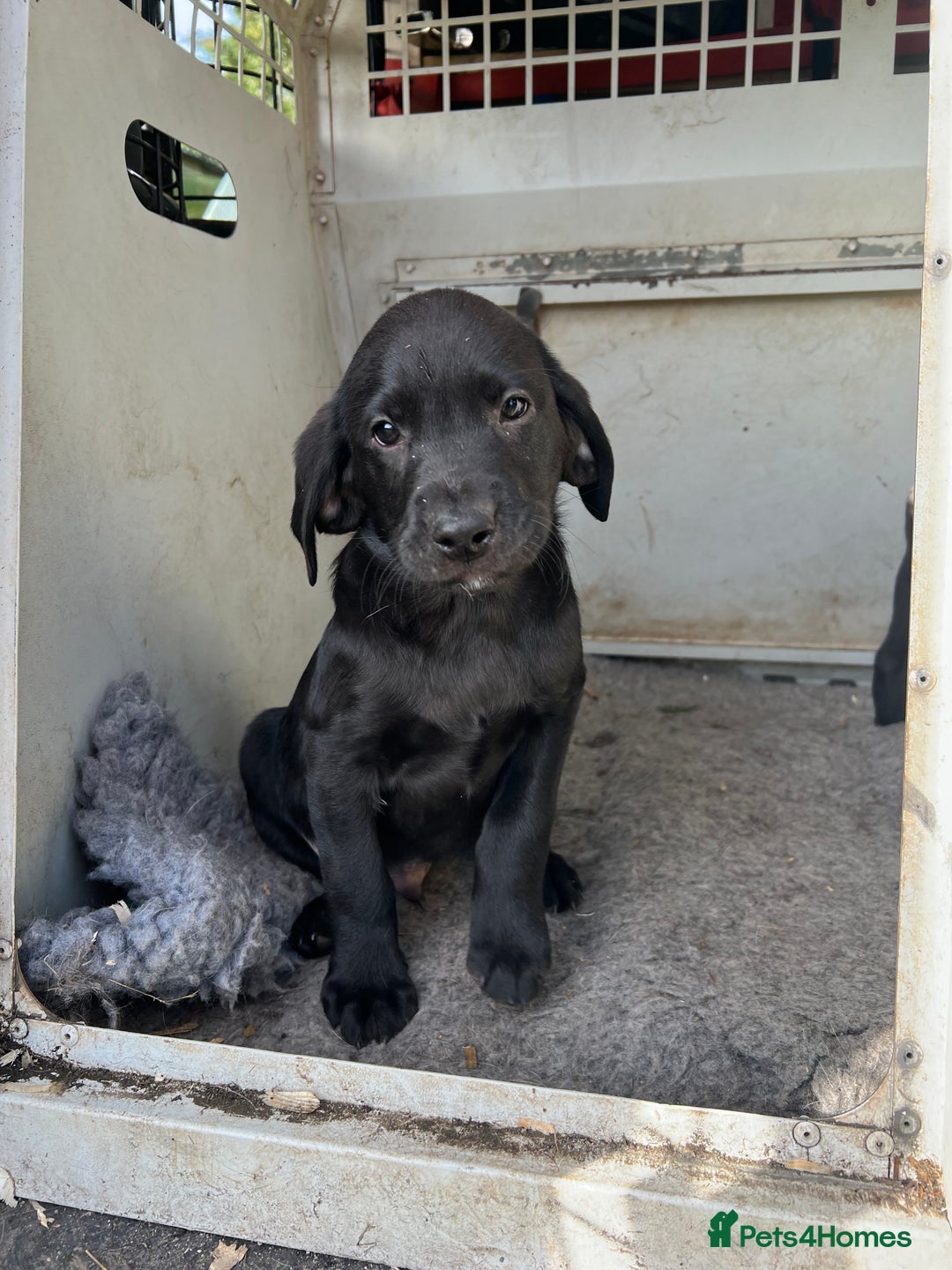 Labrador Retriever dogs for sale: Two stunning lab pups left  - Image 5