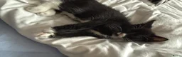 Mixed Breed cats for sale: 3 lovely kittens (2 girls 1 boy) in Luton - Advert 6