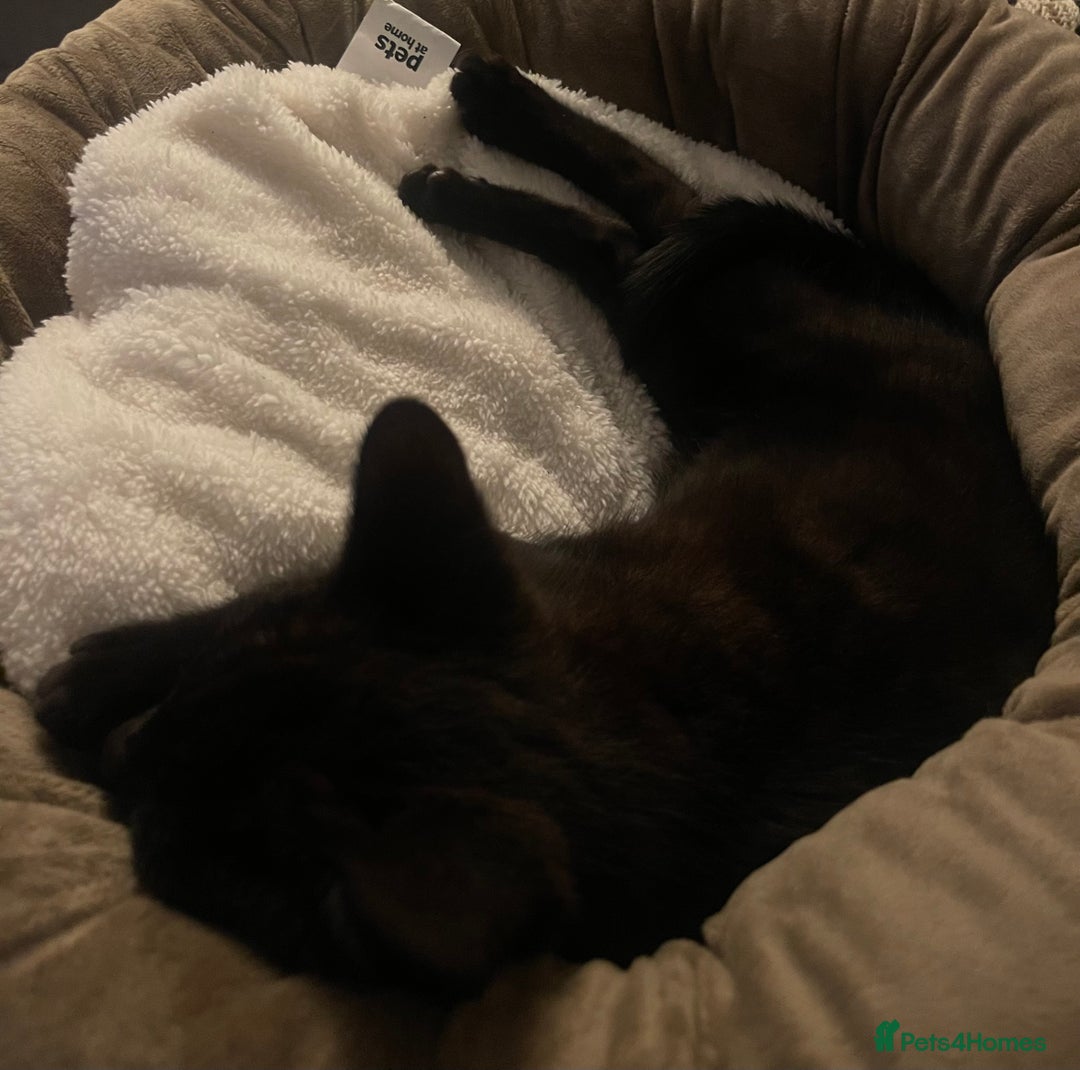 Mixed Breed cats for sale: FREE kitten  - Image 4