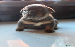 English Bulldog dogs for sale: Beautiful English bulldog puppies - Image 6